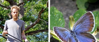 Fem fjärilar utdöda i Östergötland – fler står på tur: "Närmar sig katastrof" 