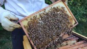 Honungsförsäljningen hotas • Biodlaren: "Vi har alltid sålt till samma ställe – men inte i år"