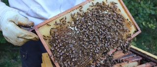 Honungsförsäljningen hotas • Biodlaren: "Vi har alltid sålt till samma ställe – men inte i år"