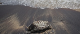 Döda sköldpaddor spolas i land på Sri Lanka