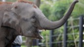Utstött elefant löper amok – har dödat 16