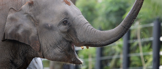 Utstött elefant löper amok – har dödat 16