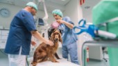 Stor veterinärbrist i Östergötland: "Aldrig varit så här illa"
