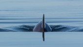Lovande pip från Östersjöns hotade tumlare