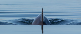 Lovande pip från Östersjöns hotade tumlare