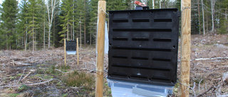 Kraftig ökning av granbarkborrar i Sörmland – tusen procent på en vecka