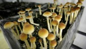 Magiska svampar och LSD – bot mot depression?