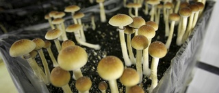 Magiska svampar och LSD – bot mot depression?