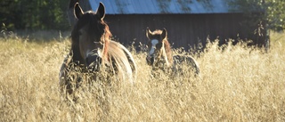 Hästar kan fastna vid gränskontroller