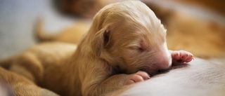 Trots varningssignalerna och flera avlivade hundar – uppfödaren säljer valpar med anlag för svåra allergier