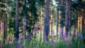 Säg ja till skogens möjligheter i Östergötland