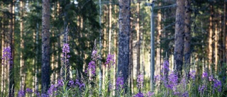 Sätt gräns för EU:s makt över den svenska skogen