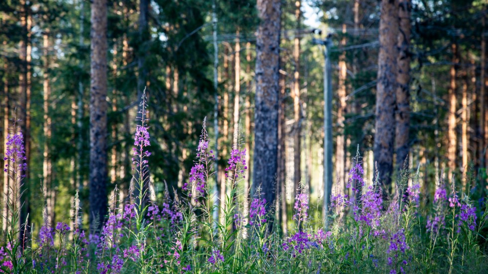 Genom att kombinera ett hållbart aktivt skogsbruk med ökade satsningar på biologisk mångfald kan vi både mota klimatförändringen och lämna över livskraftiga skogar till nästa generation, skriver Sören Petersson, affärsområdeschef på Holmen Skog.