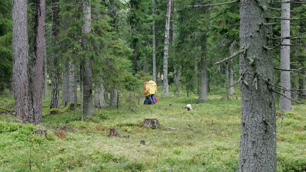 "Vi tycker att det är dags att visa att Sveriges skogar består av betydligt mer variation än vad som kommer fram i debatten", menar debattörerna från Skogssällskapet.