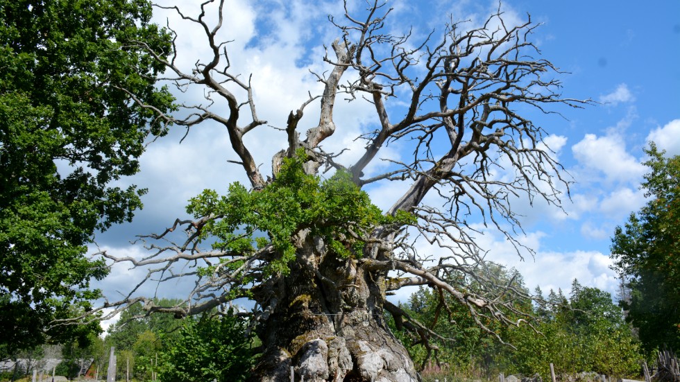 Kvilleken mäter över 14 meter i omkrets och är därmed Sveriges grövsta träd.