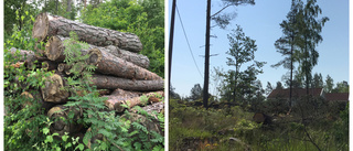 Skogen avverkades trots avtal: "Gränsdragningsfråga"