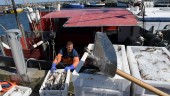 Hårda bud för Öresund i EU:s fiskeförhandling