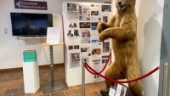 Polisutredning om uppstoppad björn läggs ner