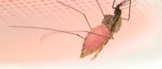 Rosa giftjuice kan bli effektiv myggfälla