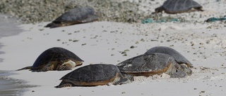 Utrotningshotade sköldpaddor hittades döda