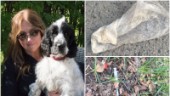 Hennes hund förgiftades på promenaden • Nu vill hon varna andra: "Vågar inte ha Steffie lös"