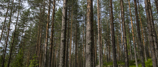 Stupad jättetall sörjs av naturvänner