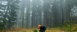 Låt svenskt skogsbruk vara förebild