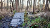 Fler våtmarker behövs för rikare skogar i Sörmland