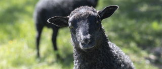 Här planeras skatt på rapar från får och kossor
