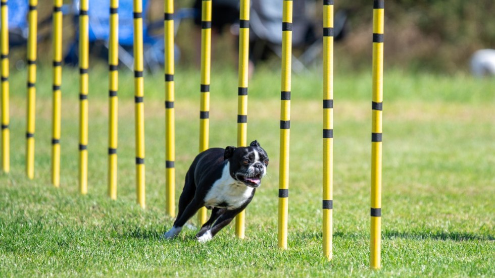 Att visa att man har en följsam hund gör man på agilitybanan, menar insändarskribenten.