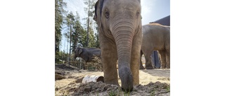 Kunglig elefantunge död på Kolmården