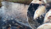 Hundratals fiskar döda i Rothoffsparken – inkapslade under isen: "Kan vara syrebrist"