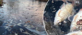 Hundratals fiskar döda i Rothoffsparken – inkapslade under isen: "Kan vara syrebrist"