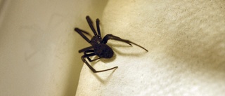 Kvinna får skadestånd efter "spindelskämt" • Spräckte pannan mot en stolpe