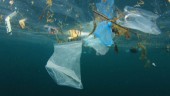 Plastskräp hotar havets djur: "Skrämmande"