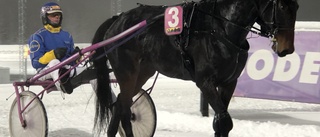 7,8 extramiljoner till Bodentravets premiäromgång: "Jag tror att jag har bästa hästen"