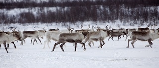 Tusentals renar försvunna i Lappland