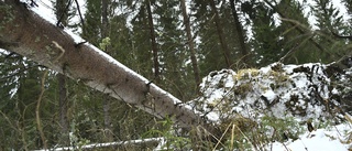 Fröträd föll vid helgens storm i Enköping