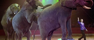 Nej till medborgarförslag mot cirkusar med djur