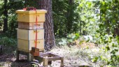 Honungsöverskott kan tvinga biodlare lägga ner i Enköping