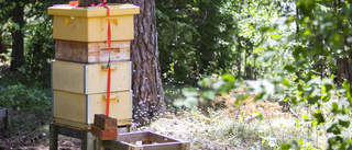 Honungsöverskott kan tvinga biodlare lägga ner i Enköping