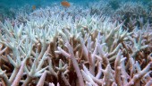 El Niño kan betyda döden för många korallrev