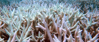 El Niño kan betyda döden för många korallrev