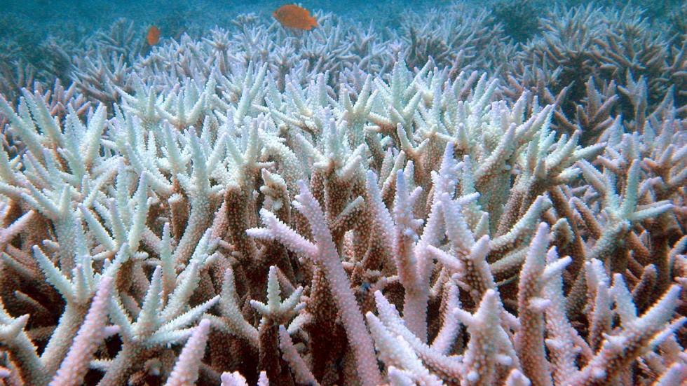 Stora Barriärrevet utanför nordöstra Australien har drabbats av höga vattentemperaturer vid flera tillfällen sedan 1998, vilket har inneburit att många koraller drabbats av blekning. Bilden togs i januari 2006.