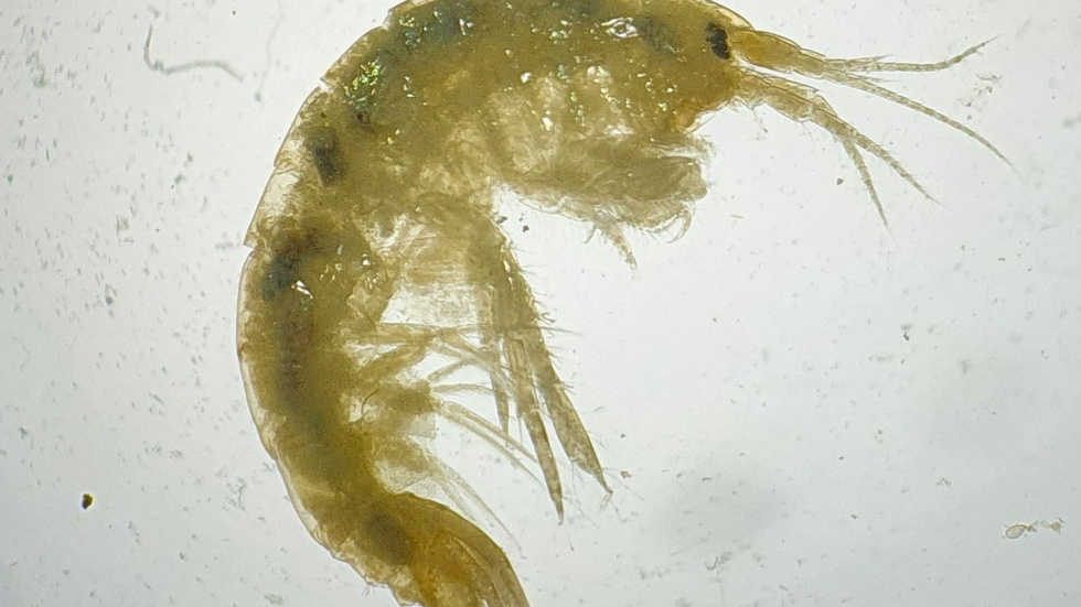 Pontogammarus robustoides, ett invasivt kräftdjur har upptäckts i Mälaren.