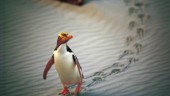 Kippande pingvinungar räddas undan virus