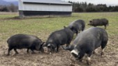 Över 30 000 grisar slaktade i Italien
