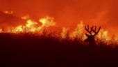 Kan djuren överleva eldens tidsålder?