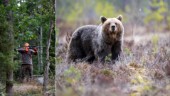 Björnjakten avlyst – samtliga björnar fällda