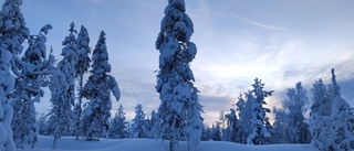 Läsarbilden: Hälsning från ett vintrigt Boden